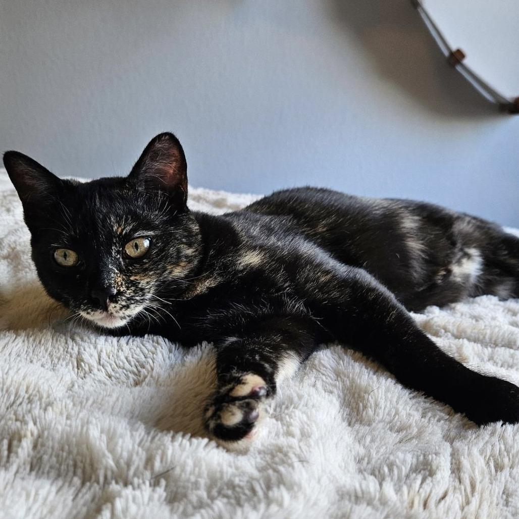 Luisa, a Adoptable Domestic Short Hair in Denver, CO image 3/6