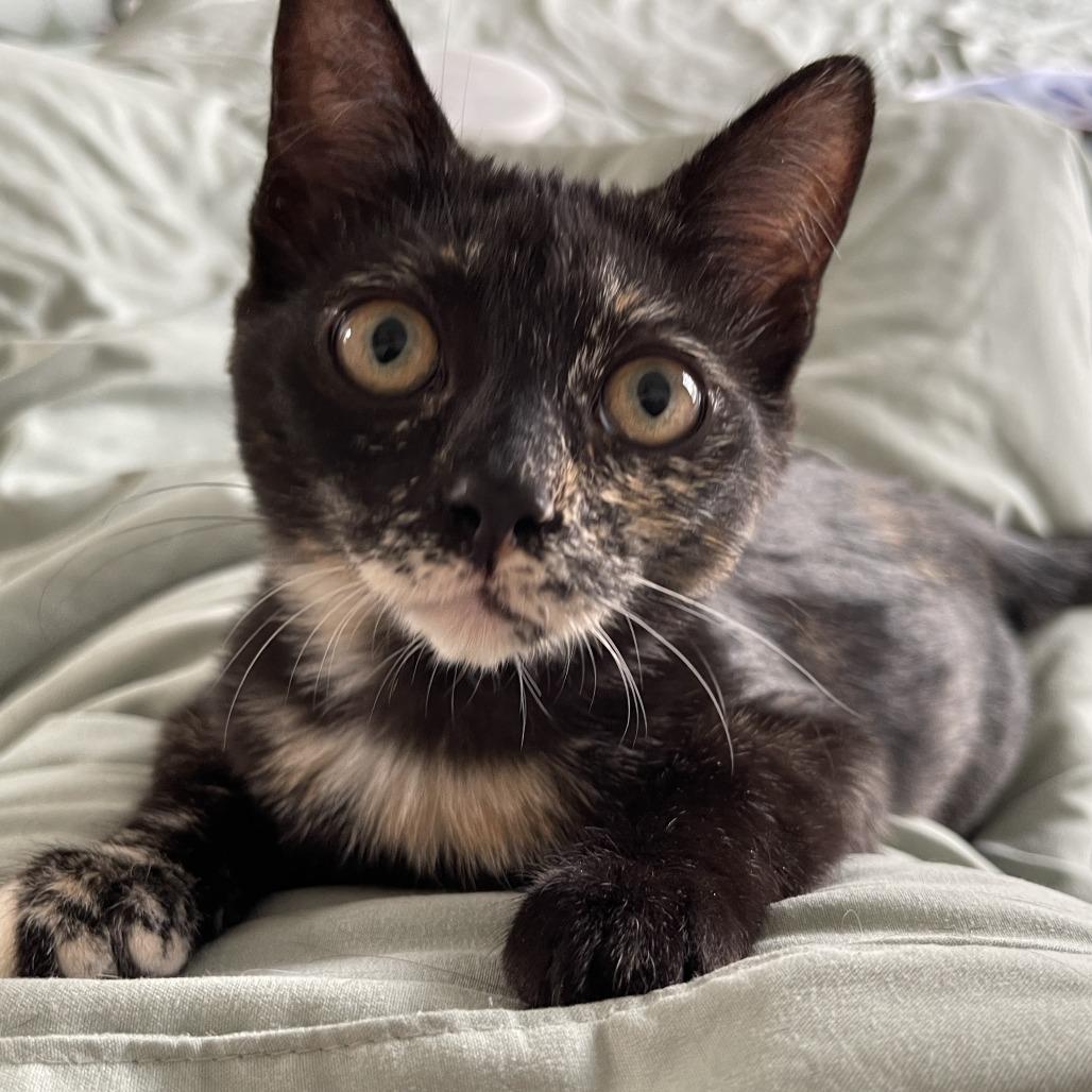 Luisa, a Adoptable Domestic Short Hair in Denver, CO image 5/6