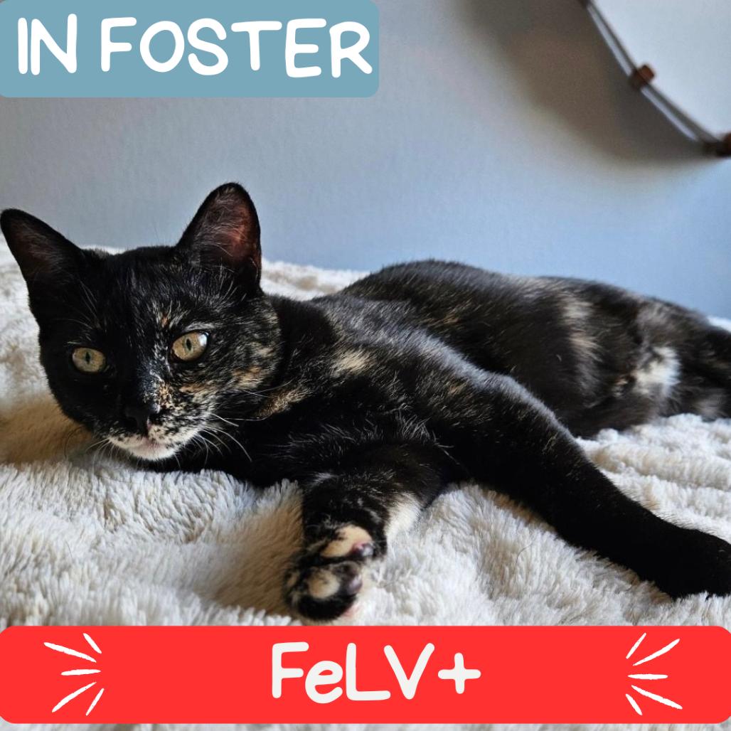 Luisa — thumbnail 6