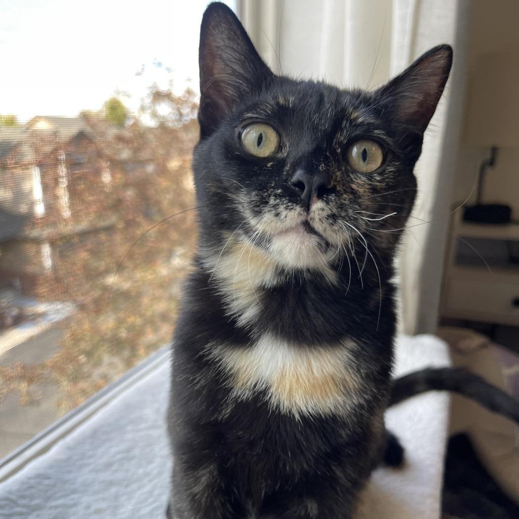 Luisa, a Adoptable Domestic Short Hair in Denver, CO image 6/6