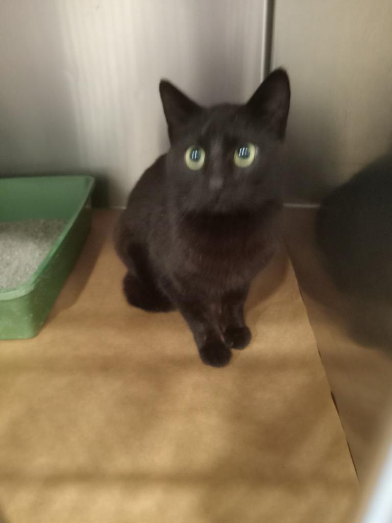 Peony, Adoptable, Young Female Domestic Short Hair.