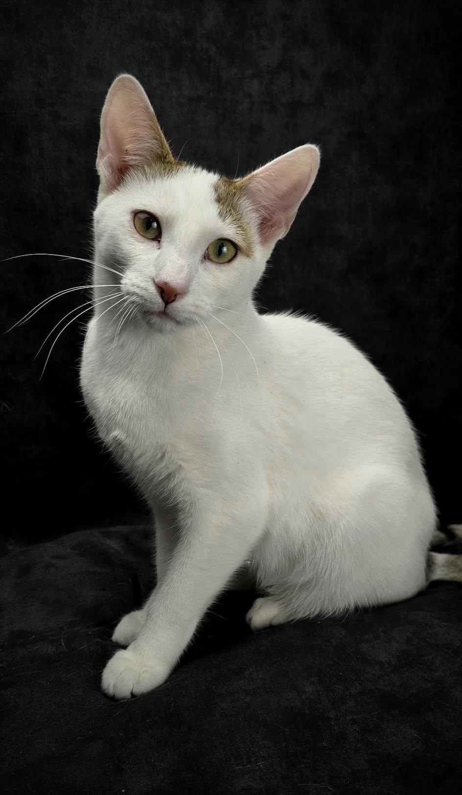 Cannoli - The Feather-Wand Felon