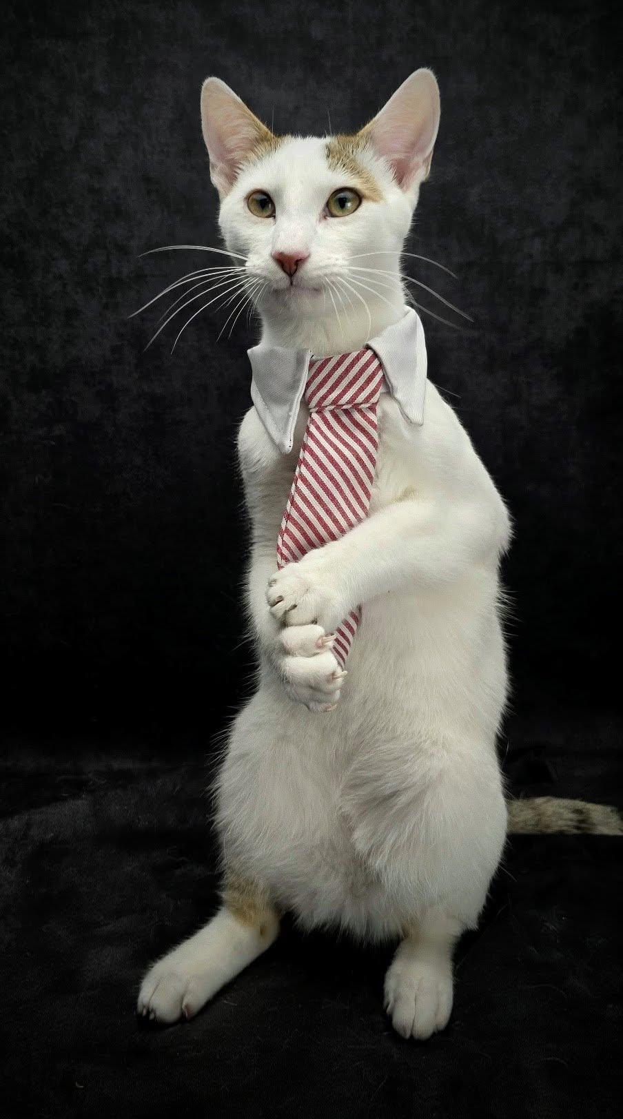 Cannoli – The Universal Best Friend, a Adoptable Domestic Short Hair in Ocean Springs, MS image 4/6