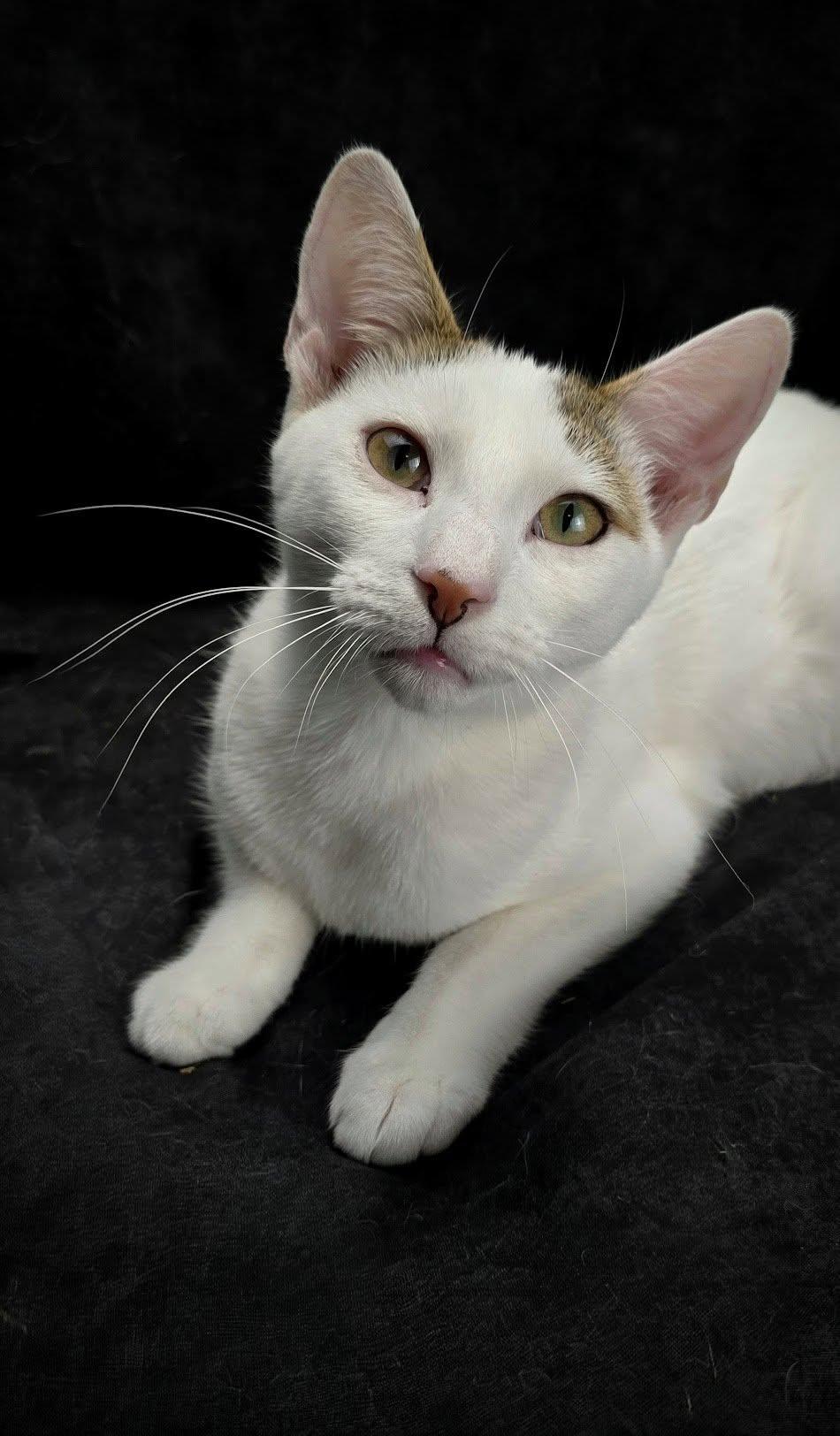 Cannoli - The Feather-Wand Felon