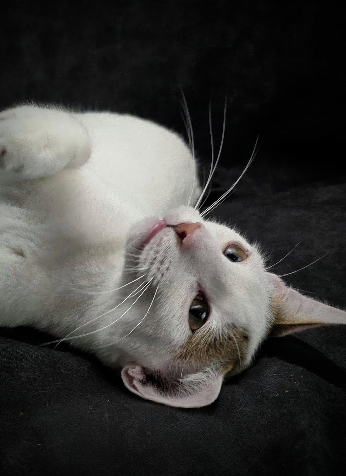 Cannoli – The Universal Best Friend, a Adoptable Domestic Short Hair in Ocean Springs, MS image 1/6