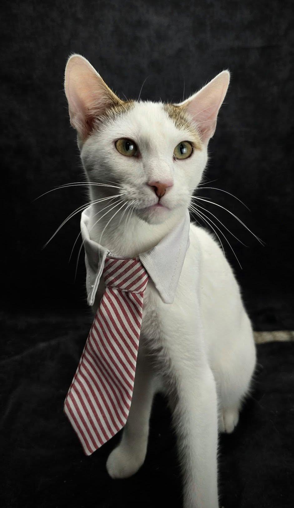 Cannoli – The Universal Best Friend, a Adoptable Domestic Short Hair in Ocean Springs, MS image 5/6