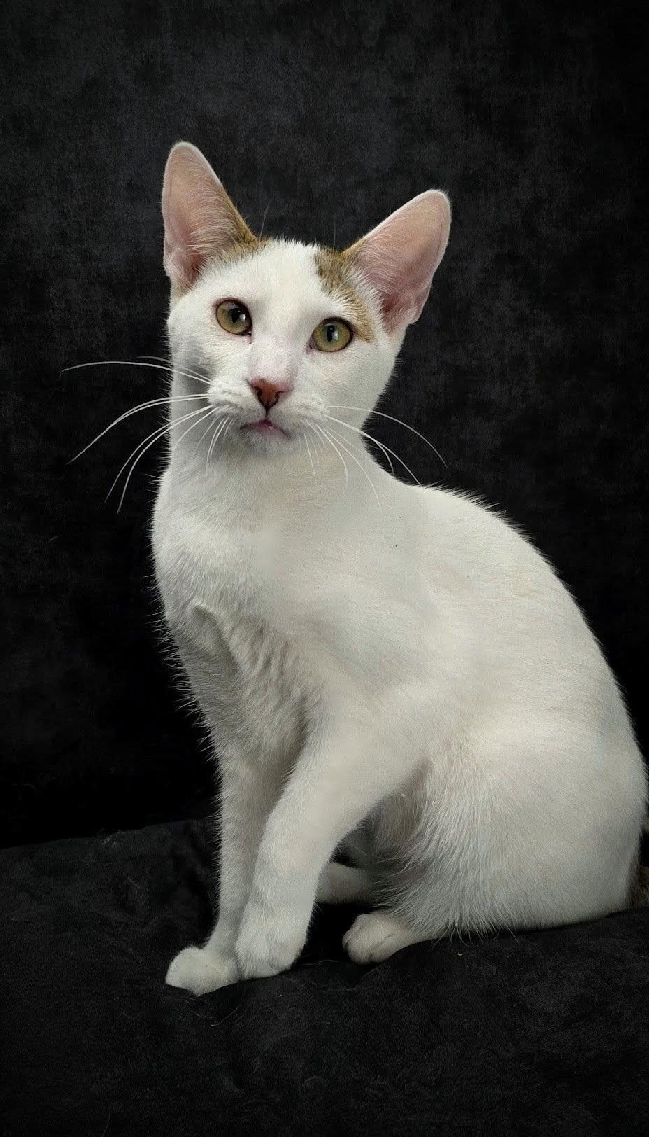 Cannoli - The Feather-Wand Felon