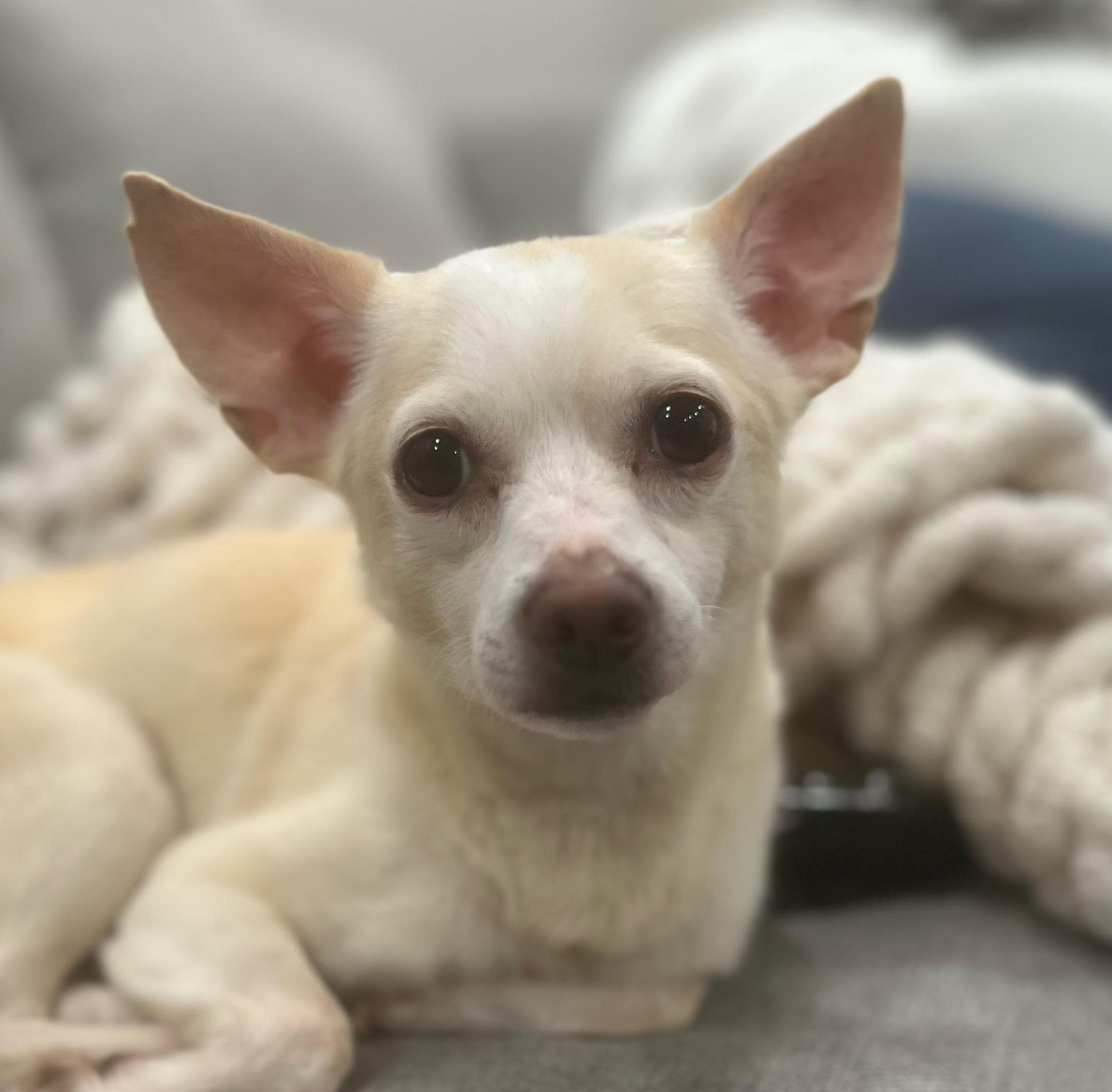 Lando, a ADOPTABLE mixed breed in Cumming, GA image 1/3