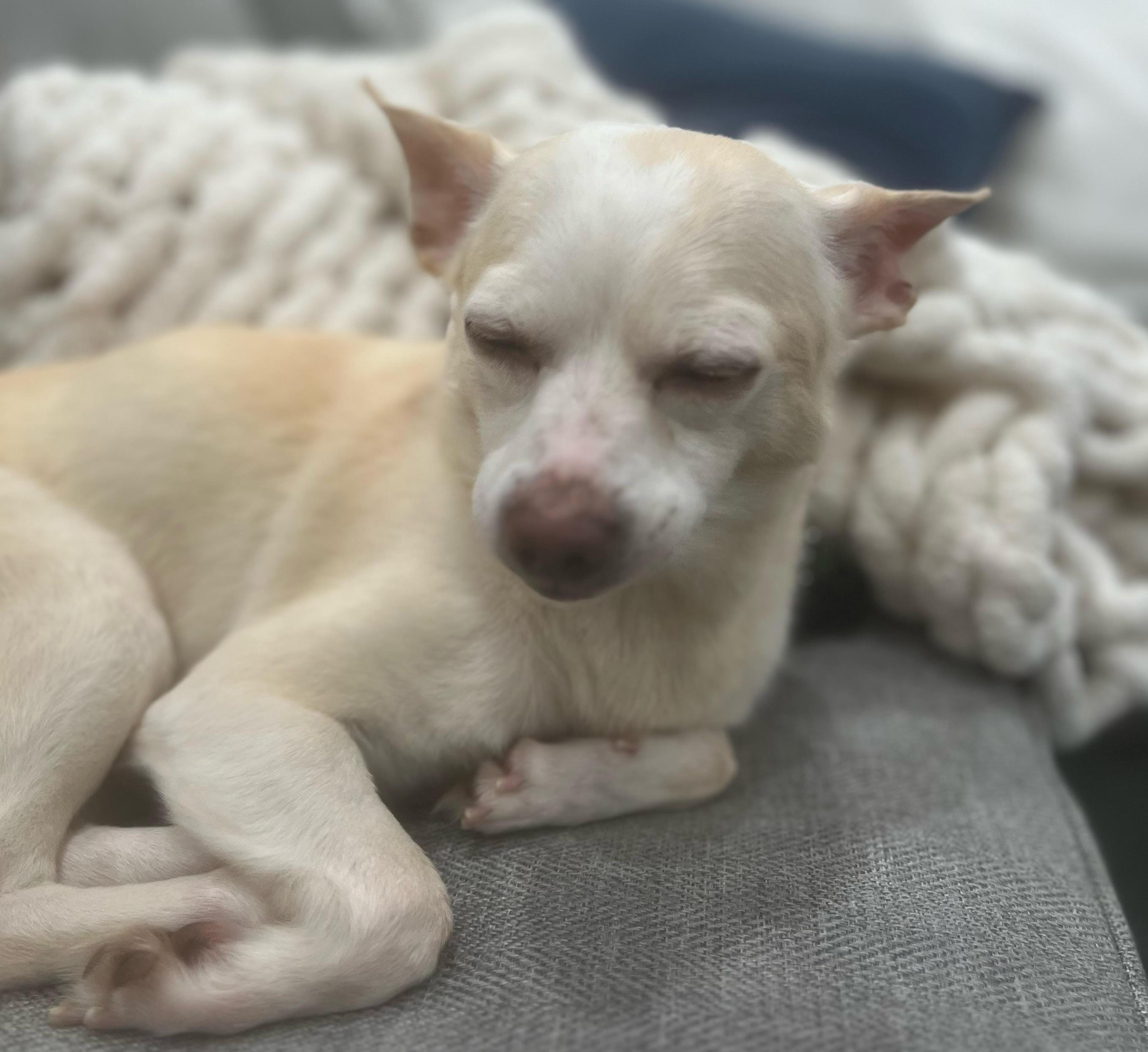 Lando, a ADOPTABLE mixed breed in Cumming, GA image 2/3