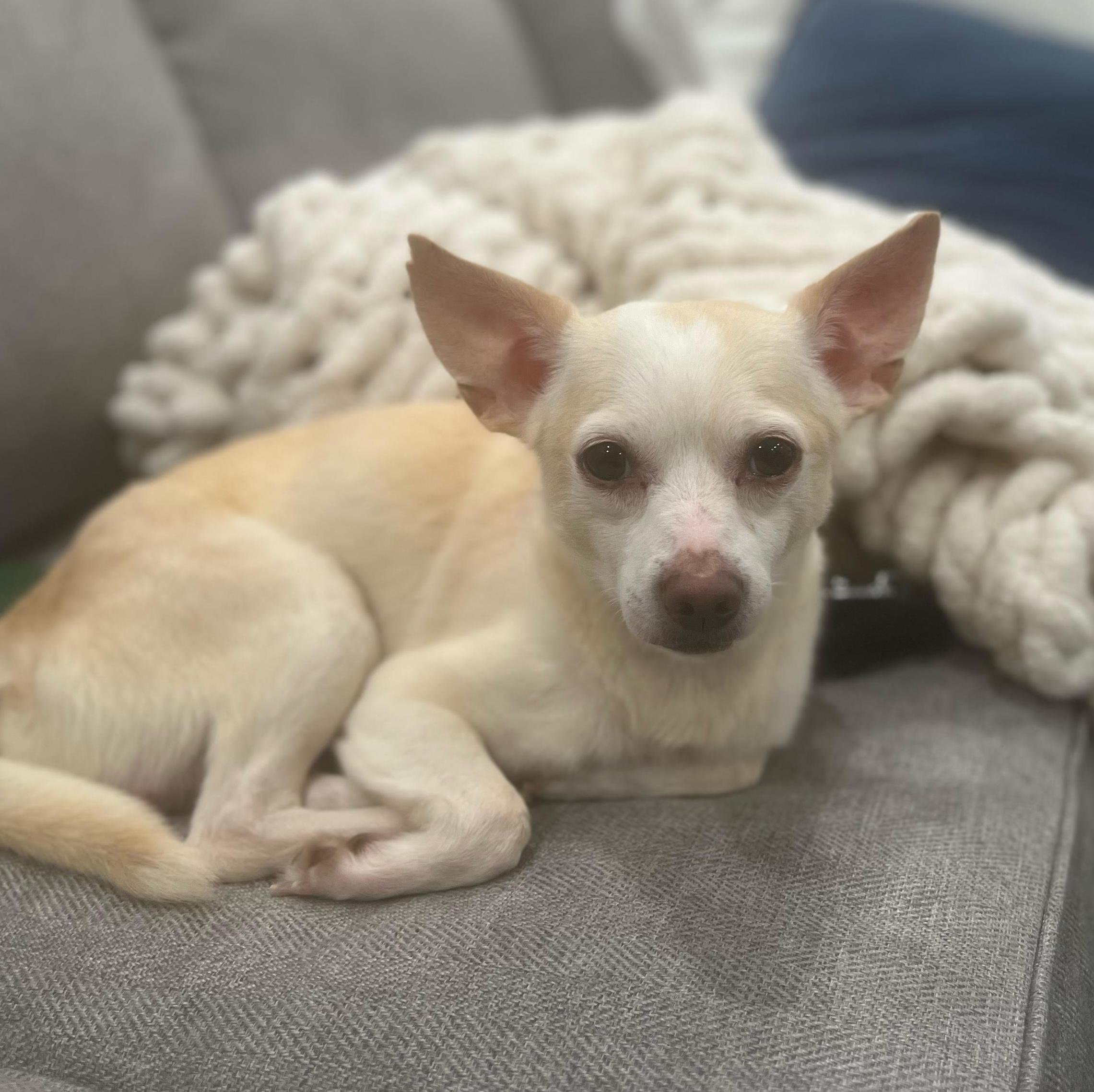 Lando, a ADOPTABLE mixed breed in Cumming, GA image 3/3