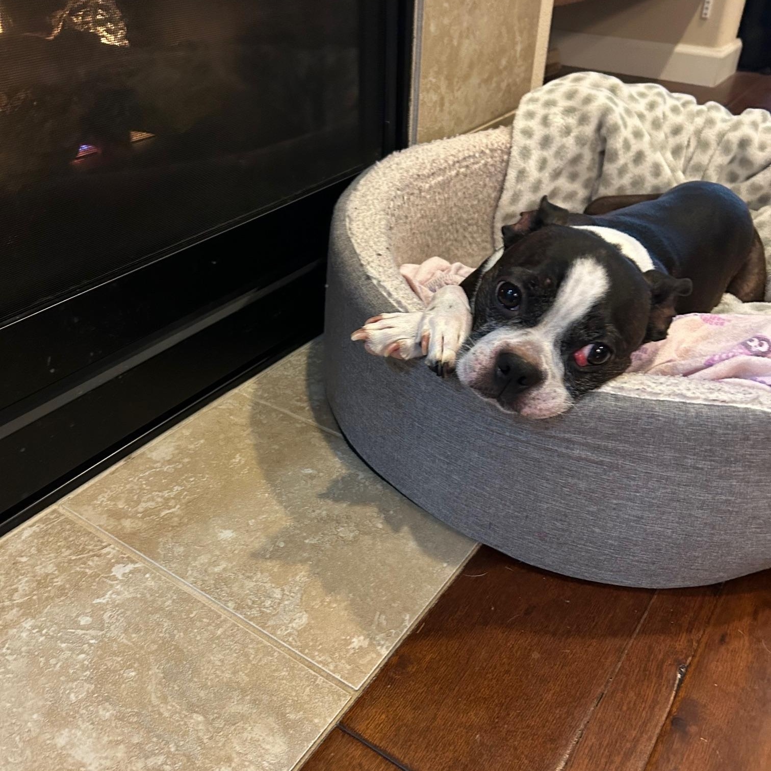 Enlarge Ivan, a Adoptable Boston Terrier in Seattle, WA image 2/4