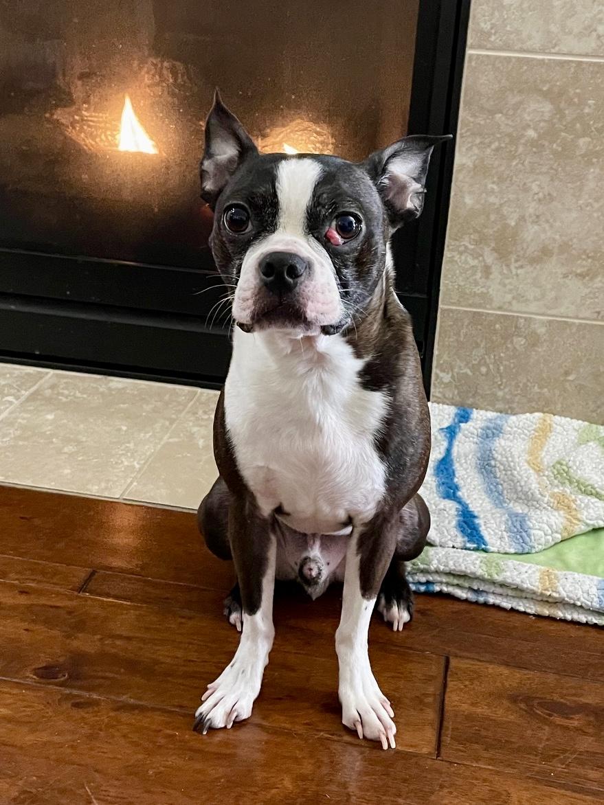 Enlarge Ivan, a Adoptable Boston Terrier in Seattle, WA image 3/4