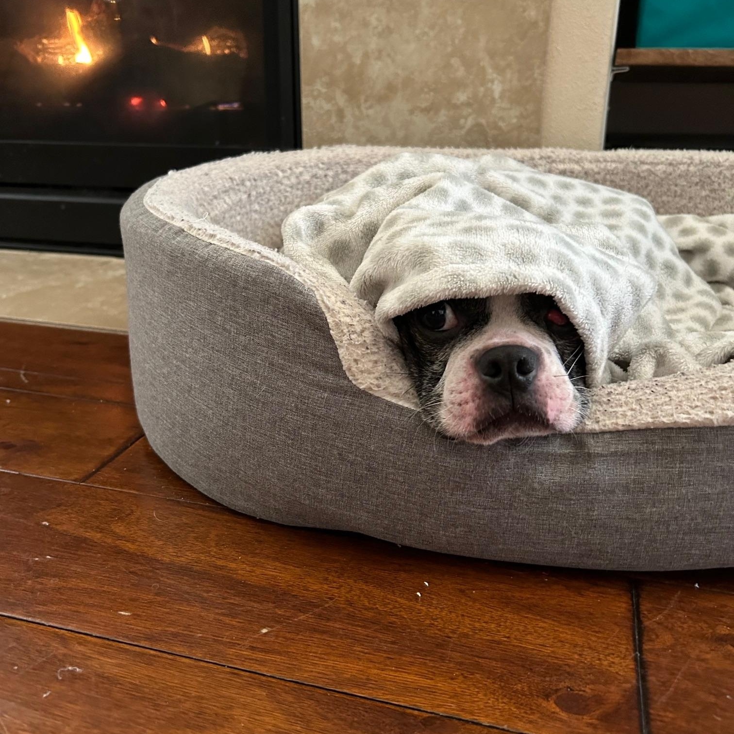 Enlarge Ivan, a Adoptable Boston Terrier in Seattle, WA image 4/4