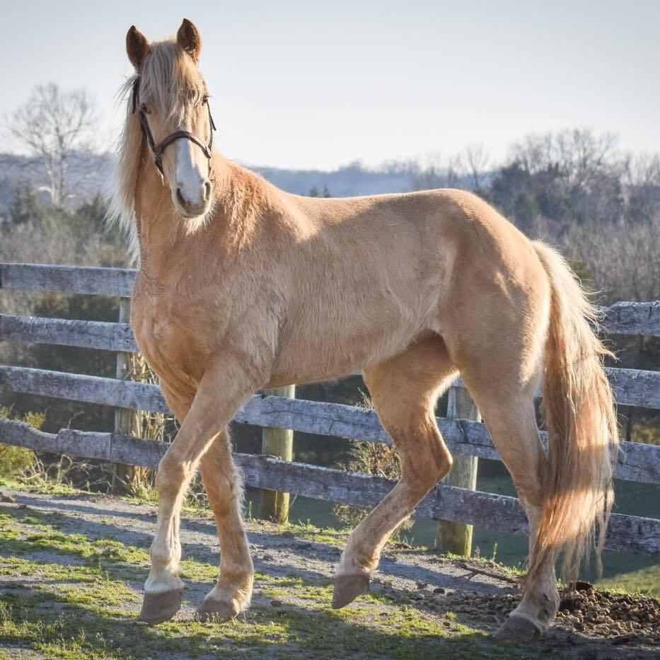Bellini - ATFO 2025 Platinum Division, Adult Female unknown