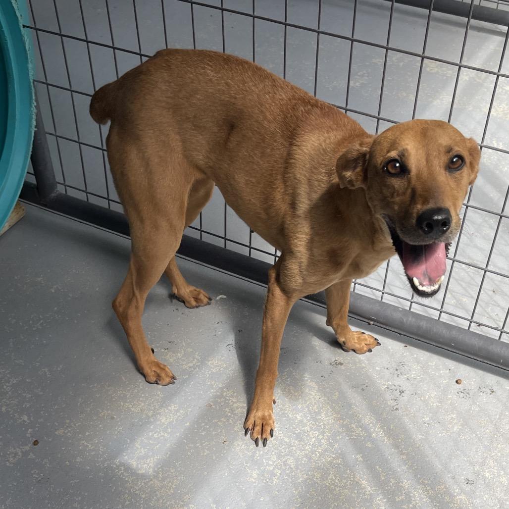 Waffle, Adoptable, Adult Female Hound & Mixed Breed.