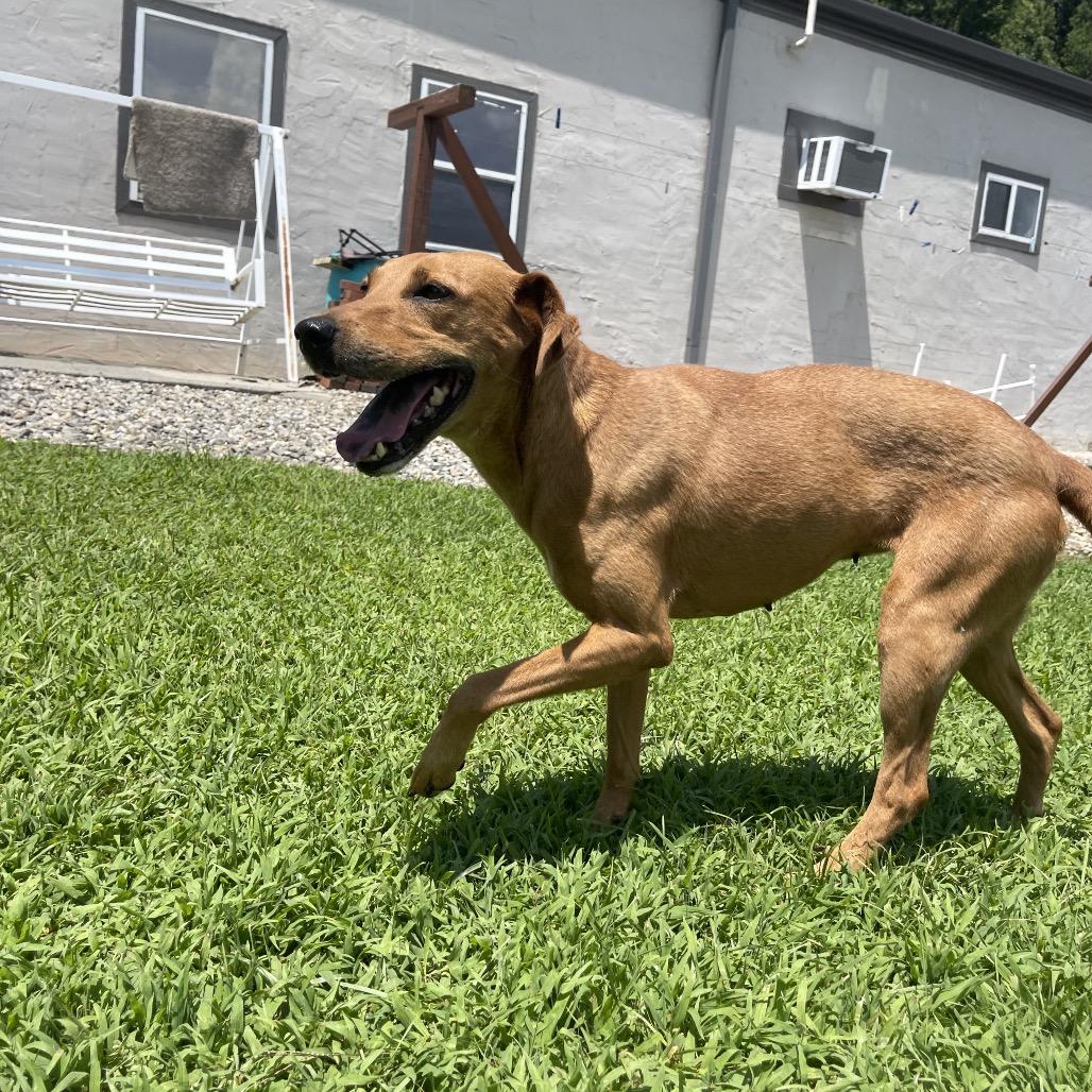 Enlarge Waffle, a Adoptable mixed breed in Blairsville, GA image 2/6