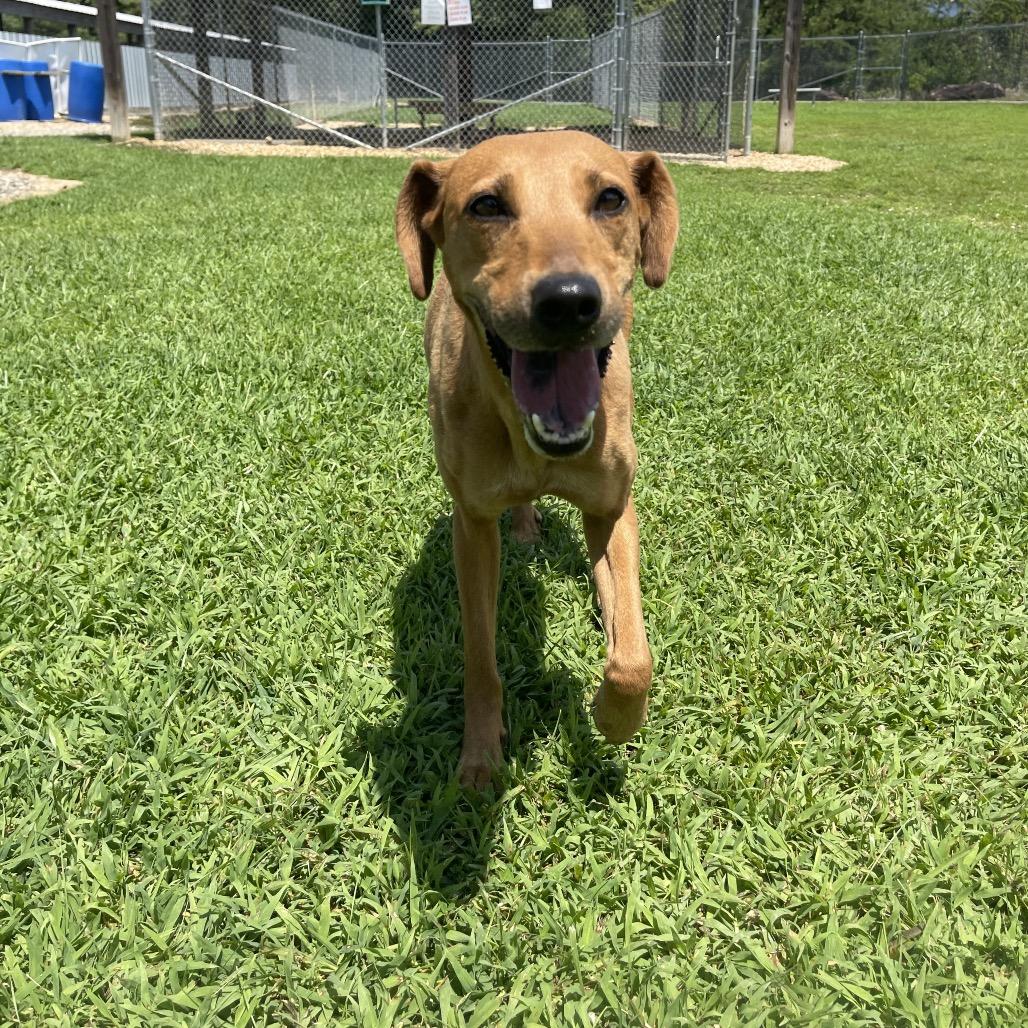 Enlarge Waffle, a Adoptable mixed breed in Blairsville, GA image 3/6