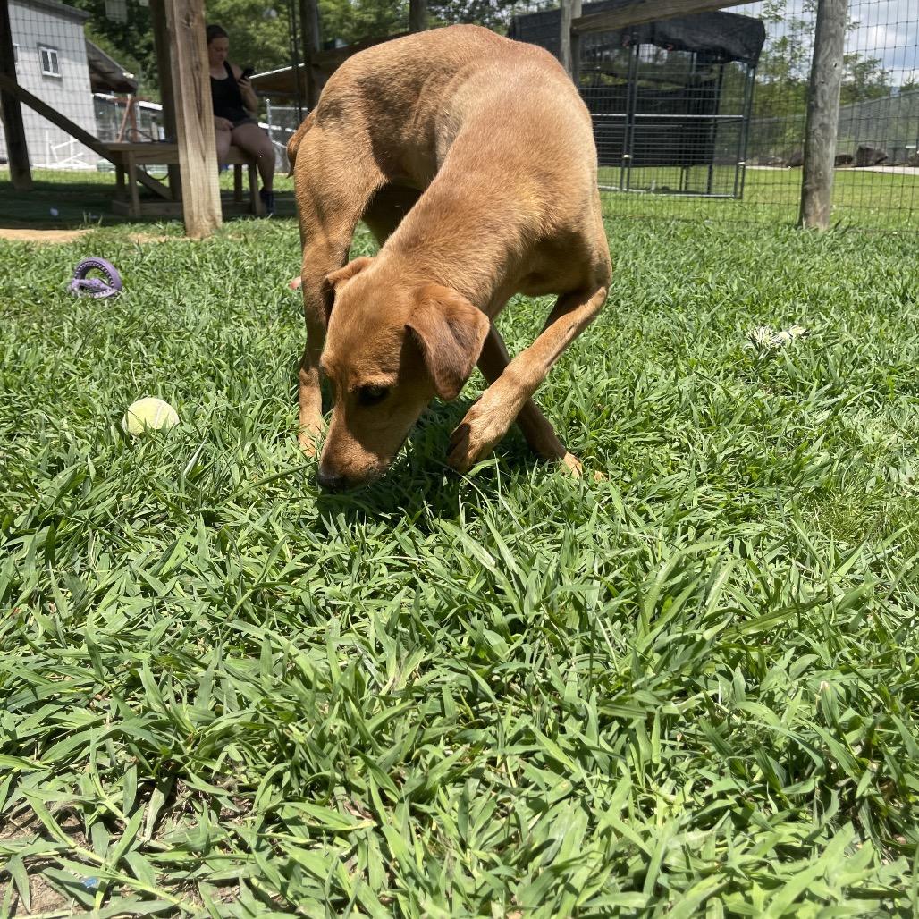 Enlarge Waffle, a Adoptable mixed breed in Blairsville, GA image 4/6