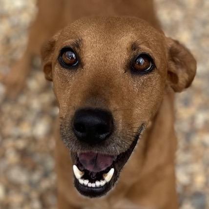 Enlarge Waffle, a Adoptable mixed breed in Blairsville, GA image 5/6