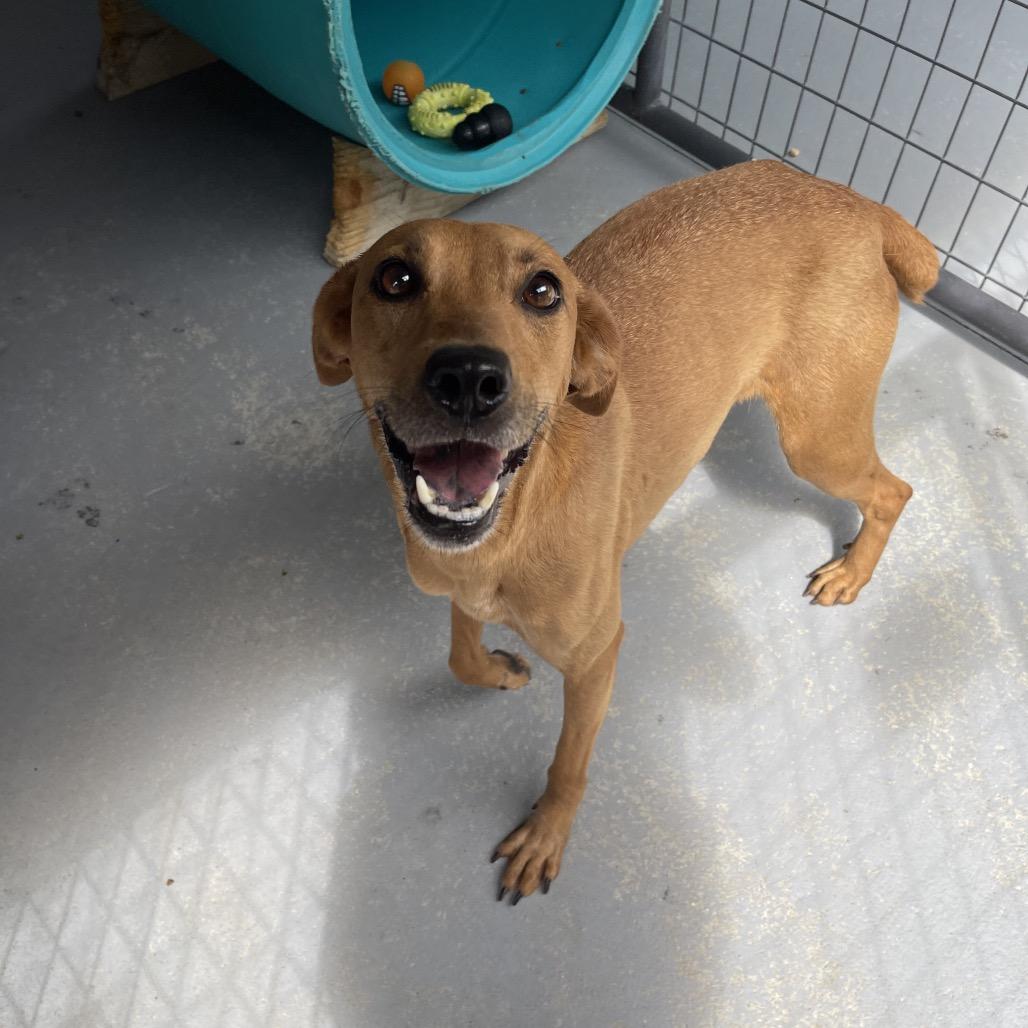 Enlarge Waffle, a Adoptable mixed breed in Blairsville, GA image 6/6