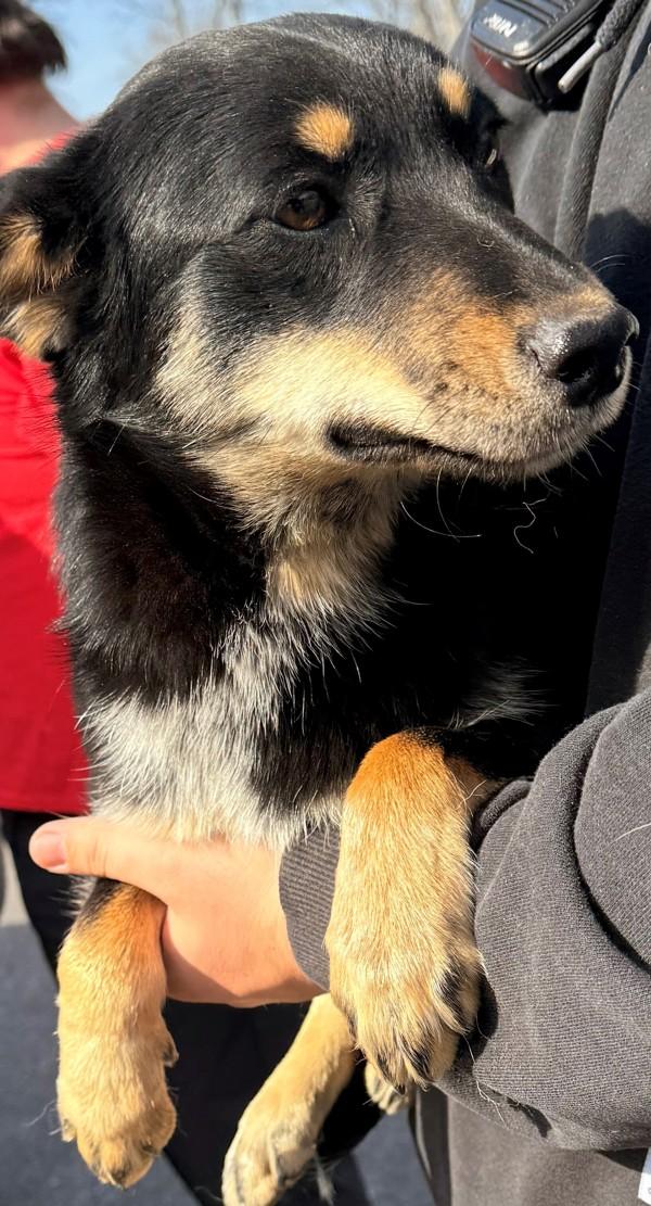 Marie, Adoptable, Adult Female Australian Kelpie.