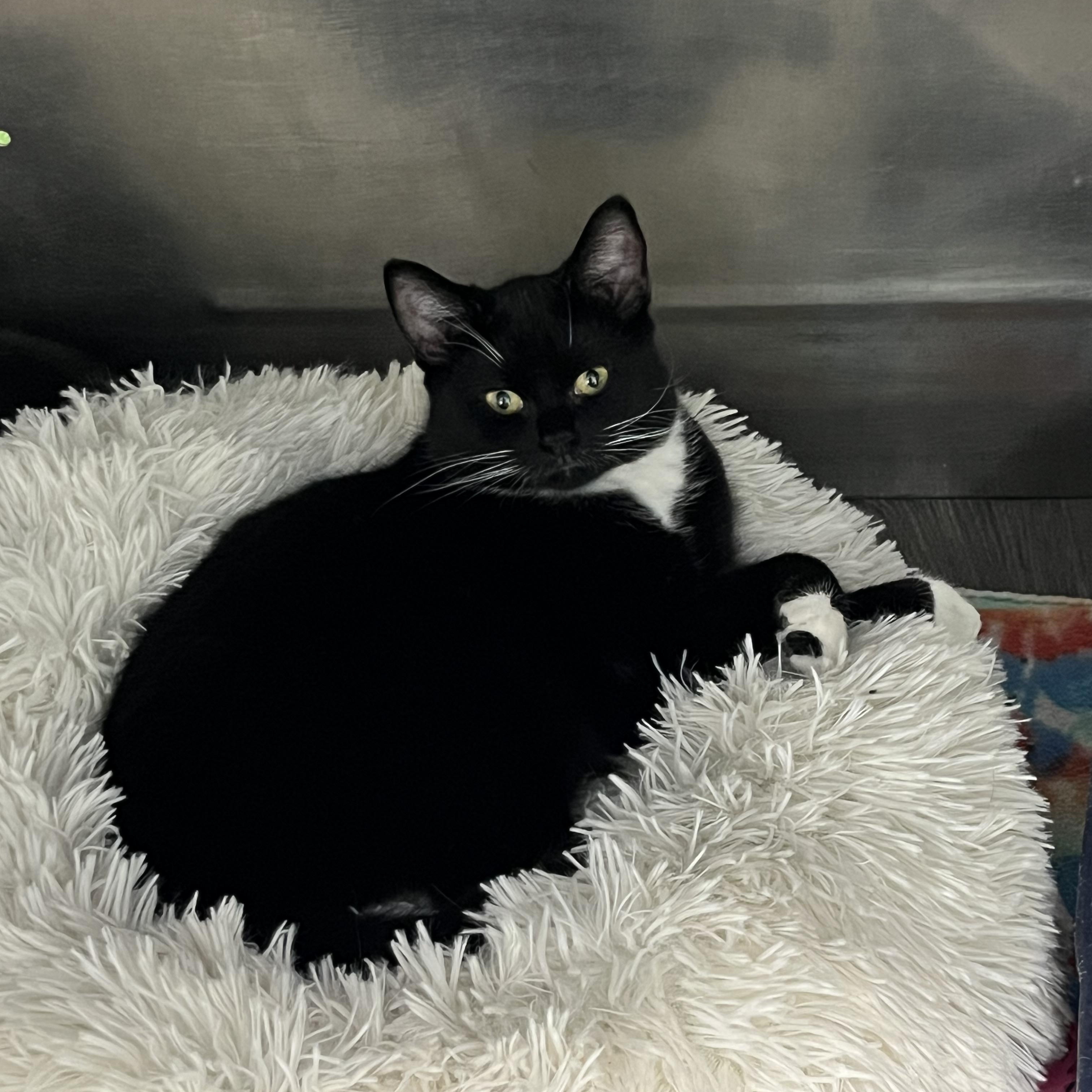 Baby Belle, ADOPTABLE, Young Female Tabby.