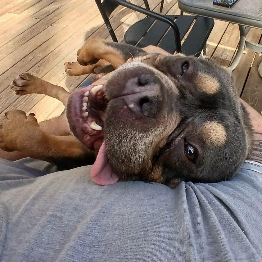 Enlarge Greta , a ADOPTABLE American Bully in Saugerties, NY image 6/6