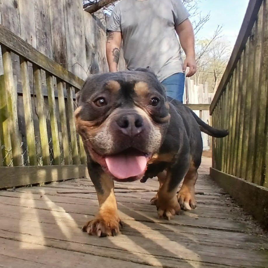 Greta , ADOPTABLE, Senior Female American Bully.