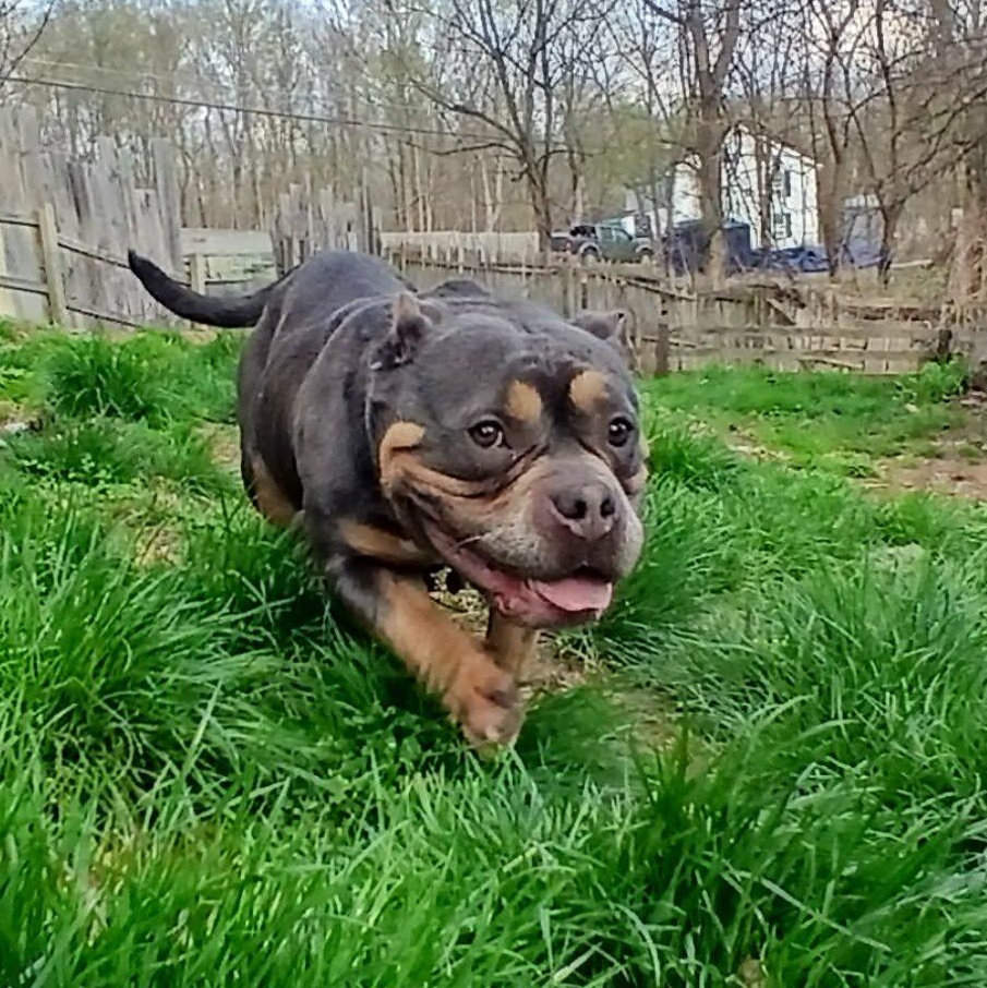 Enlarge Greta , a ADOPTABLE American Bully in Saugerties, NY image 5/6