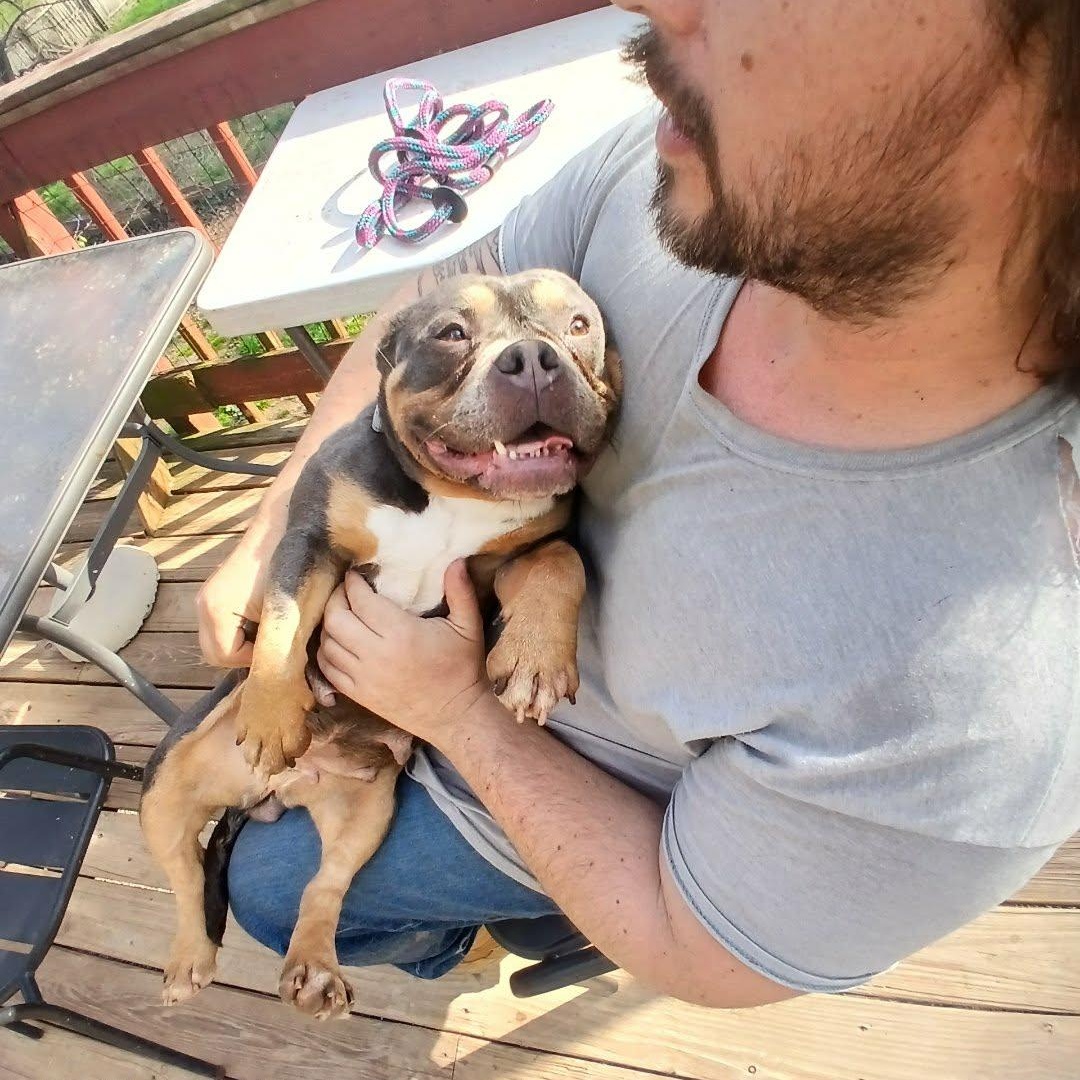 Enlarge Greta , a ADOPTABLE American Bully in Saugerties, NY image 4/6