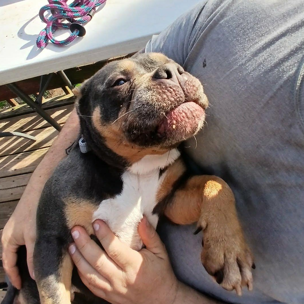 Enlarge Greta , a ADOPTABLE American Bully in Saugerties, NY image 3/6