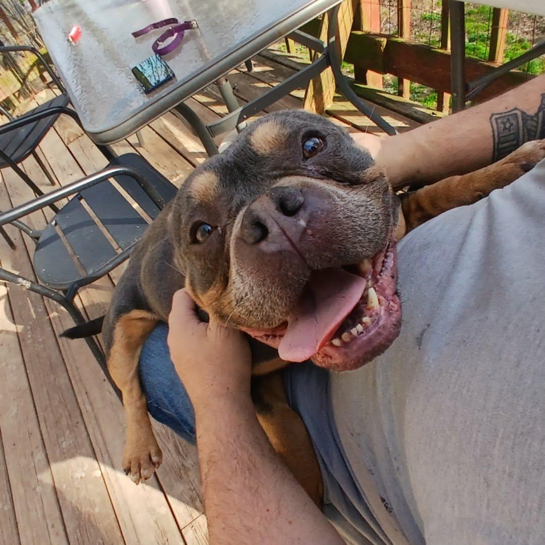 Enlarge Greta , a ADOPTABLE American Bully in Saugerties, NY image 2/6