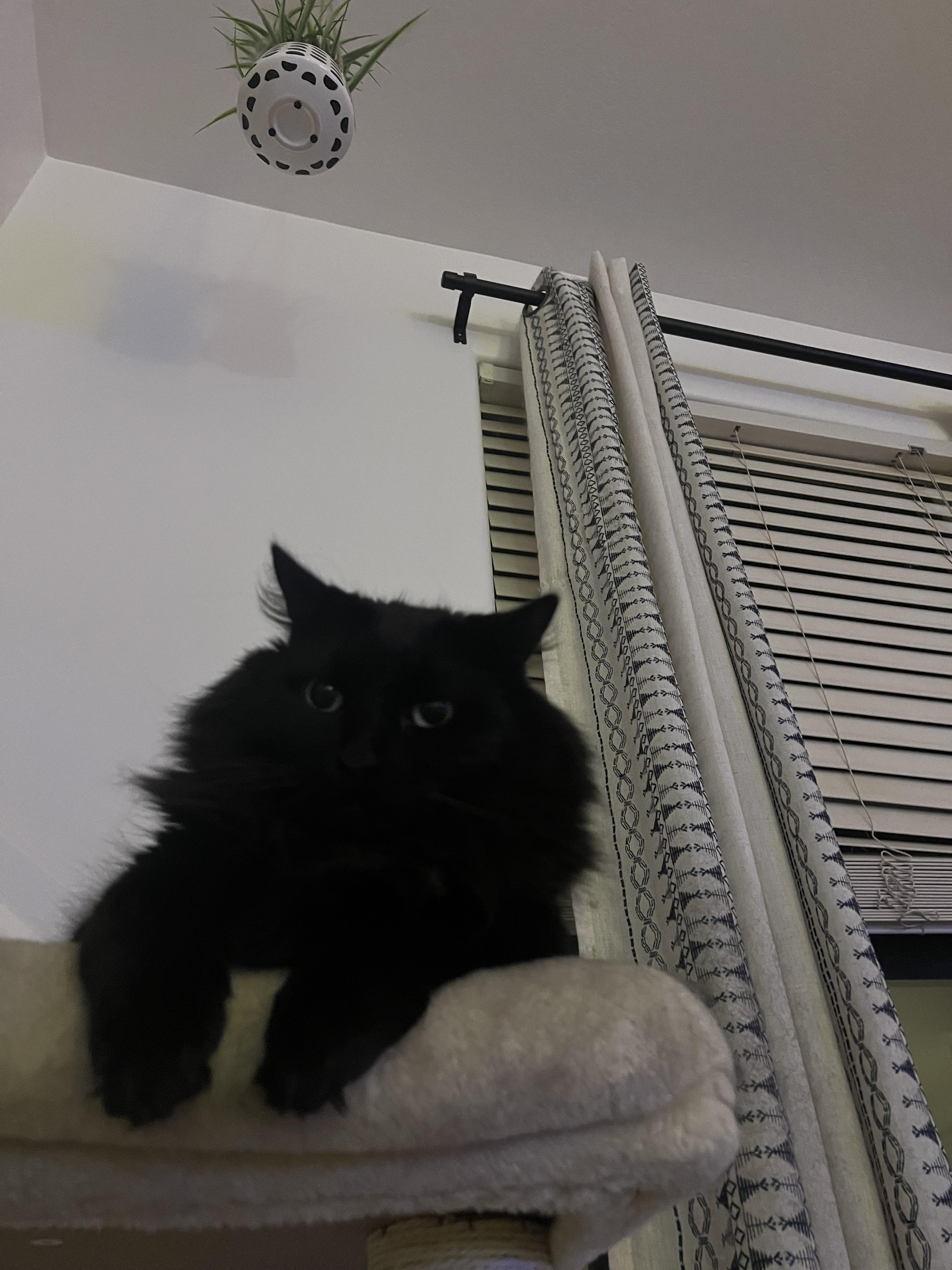 Nate, a ADOPTABLE Domestic Long Hair in Gilbert, AZ image 1/3