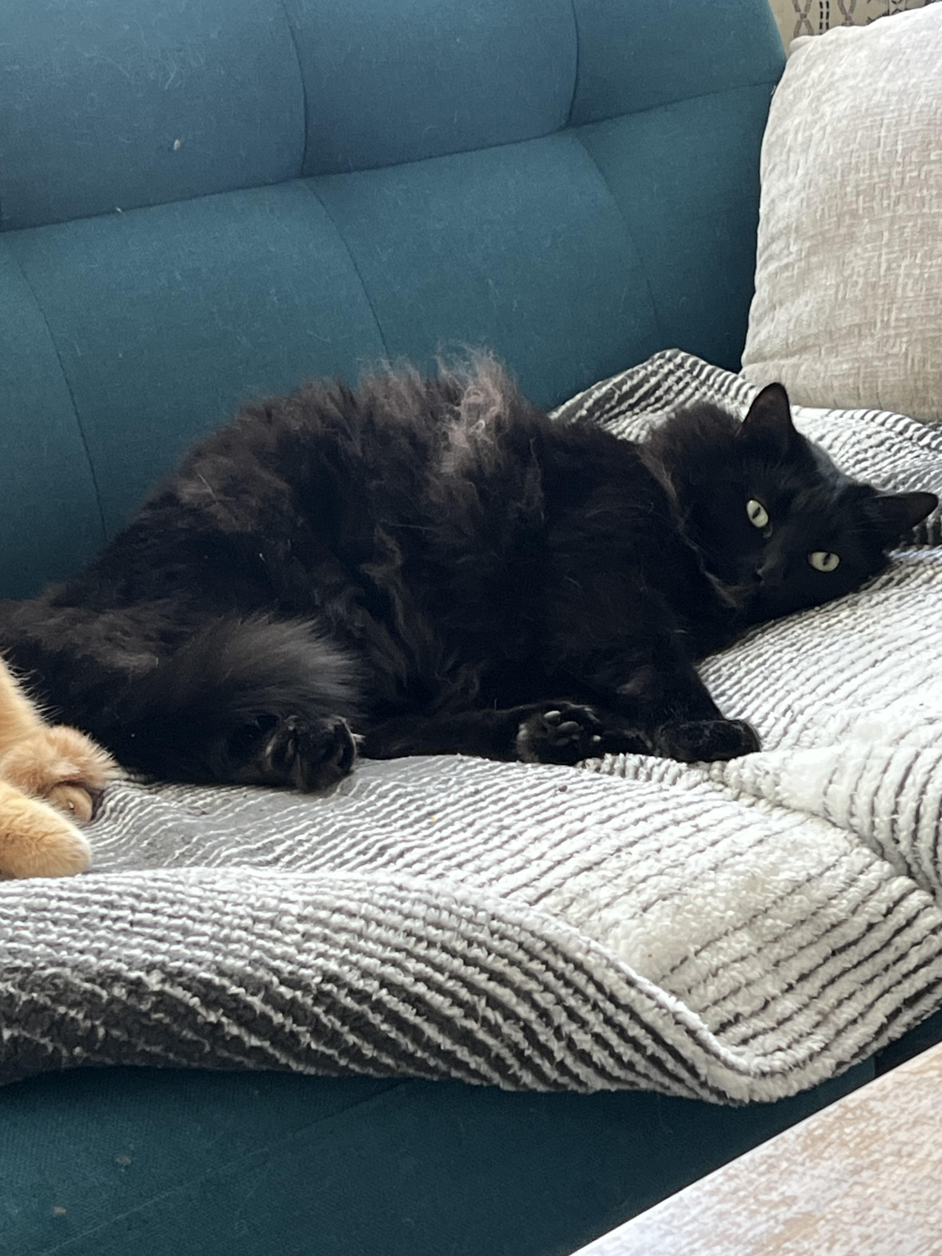 Nate, a ADOPTABLE Domestic Long Hair in Gilbert, AZ image 2/3