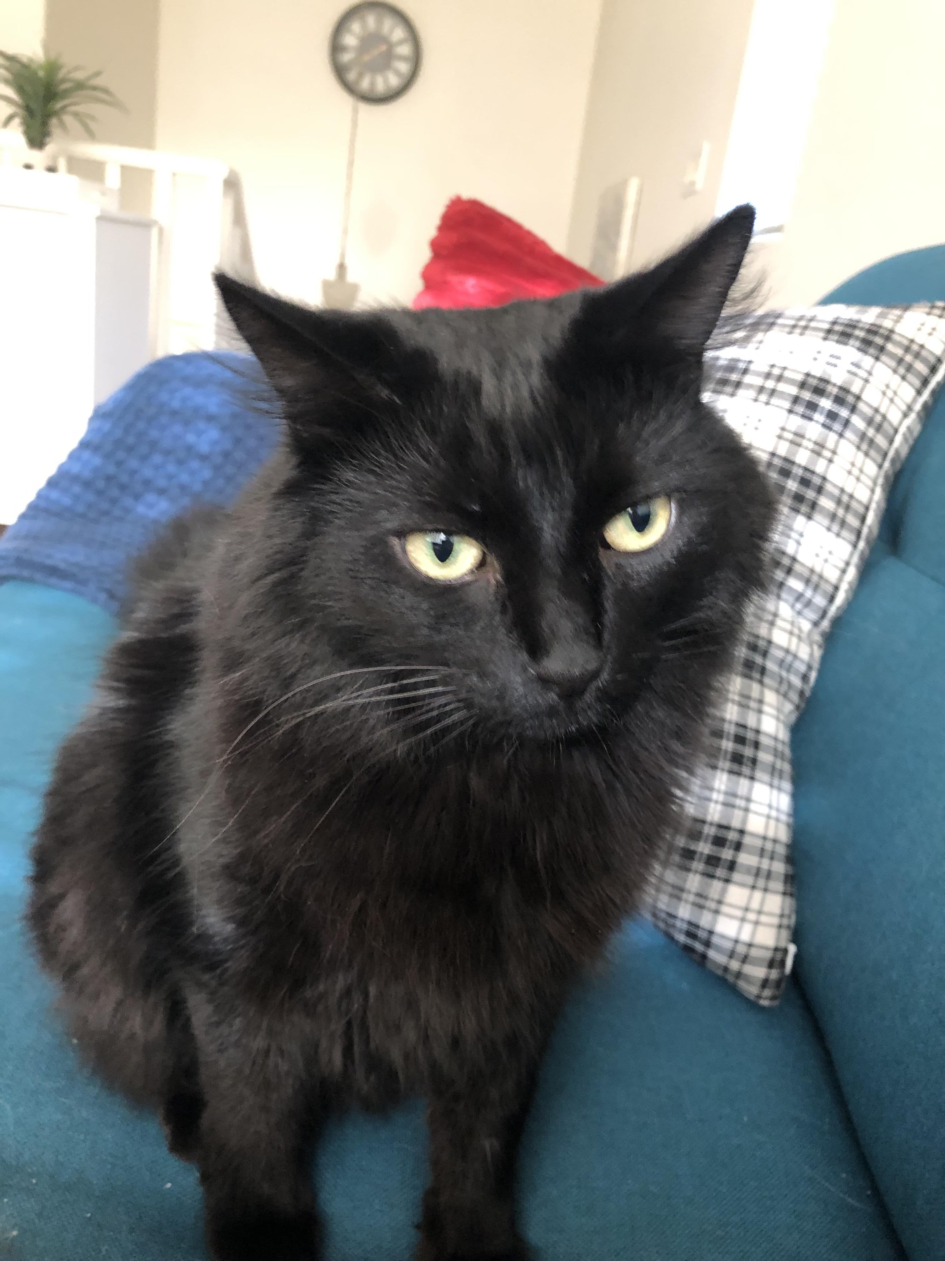 Nate, ADOPTABLE, Young Male Domestic Long Hair.