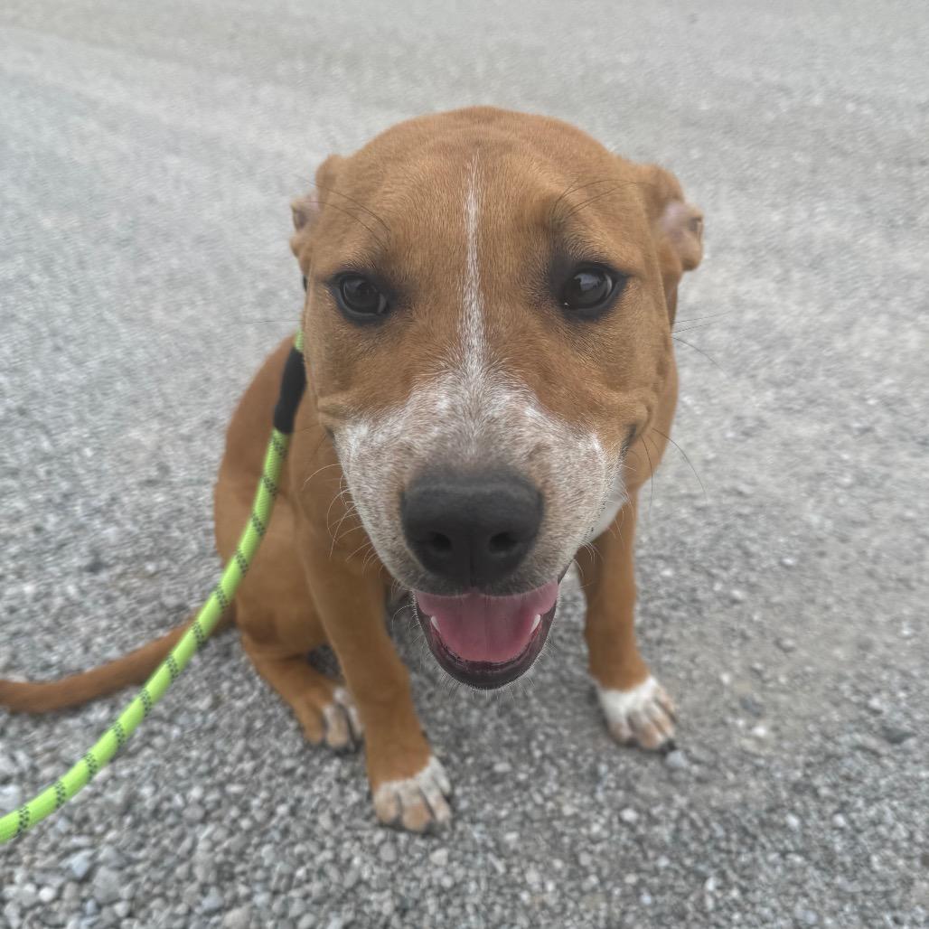 Enlarge Dolly, a Adoptable mixed breed in Grinnell, IA image 1/5
