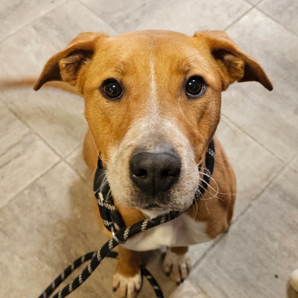 Enlarge Dolly, a Adoptable mixed breed in Grinnell, IA image 2/5