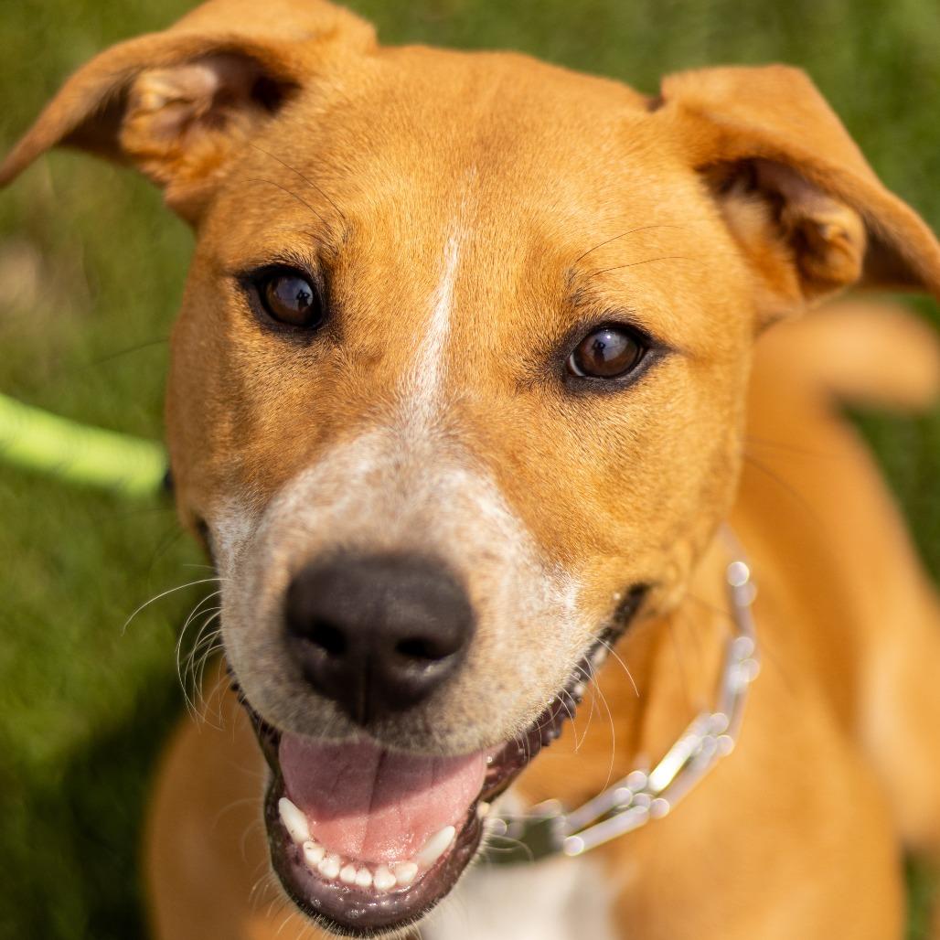 Enlarge Dolly, a Adoptable mixed breed in Grinnell, IA image 3/5