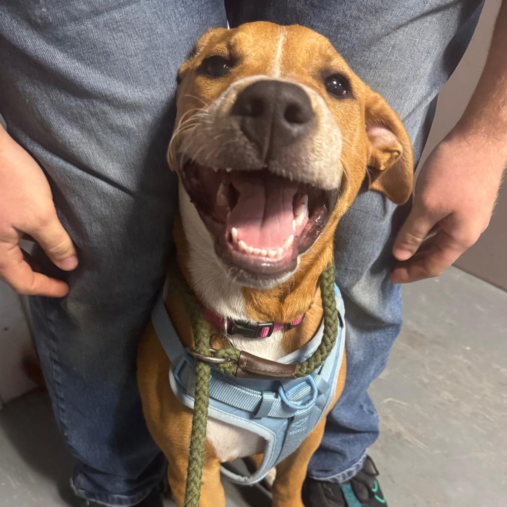 Enlarge Dolly, a Adoptable mixed breed in Grinnell, IA image 4/5