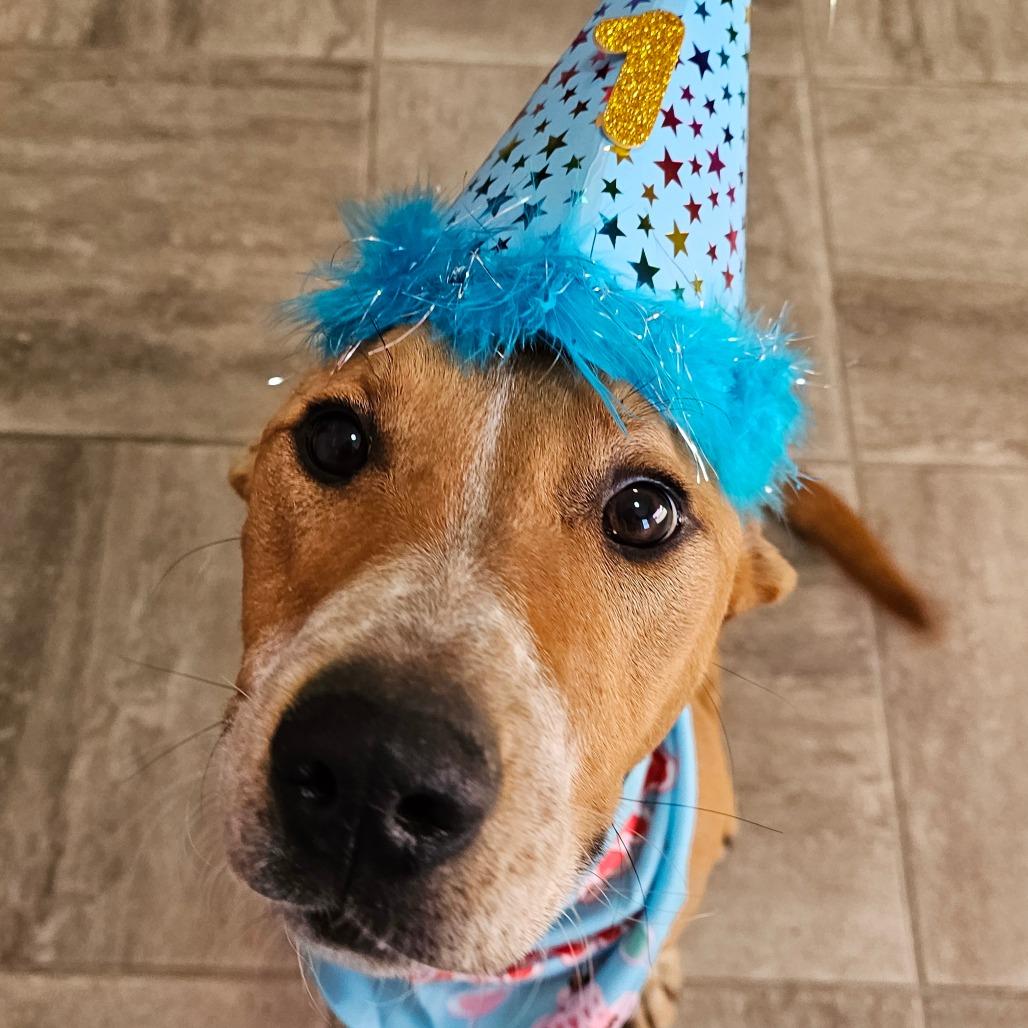 Enlarge Dolly, a Adoptable mixed breed in Grinnell, IA image 5/5