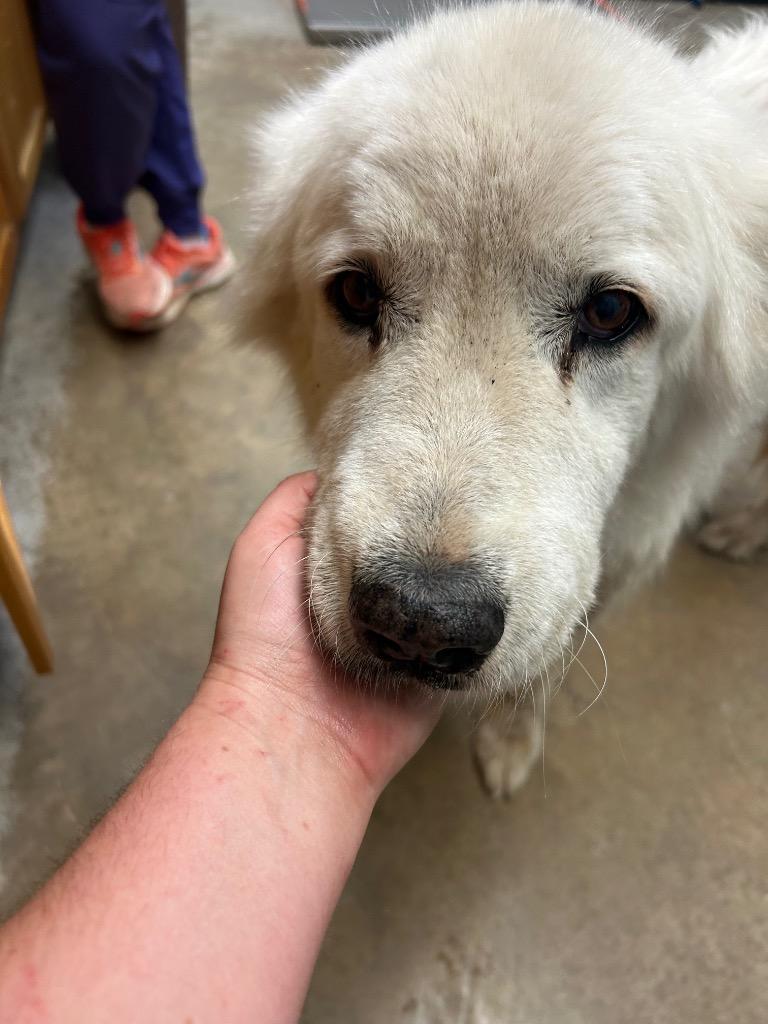 Enlarge Denton, a Adoptable mixed breed in Lockhart, TX image 1/2