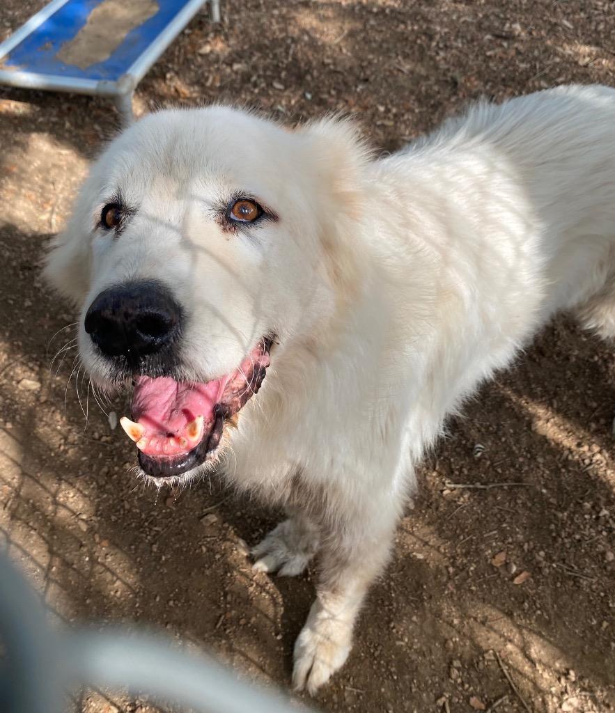 Enlarge Denton, a Adoptable mixed breed in Lockhart, TX image 2/2