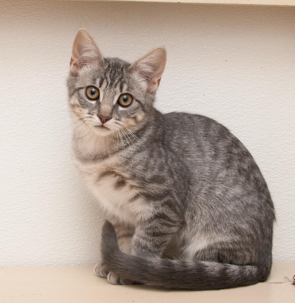Remy (gets adopted with Misty)