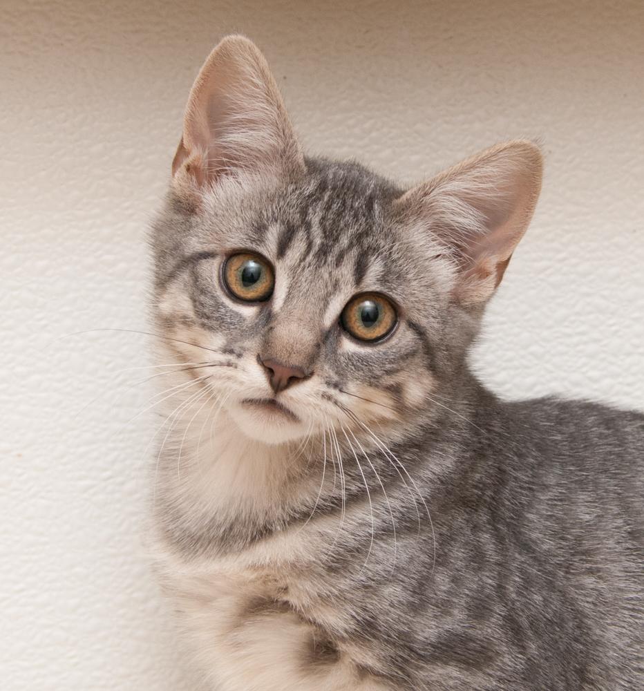Remy (gets adopted with Misty)