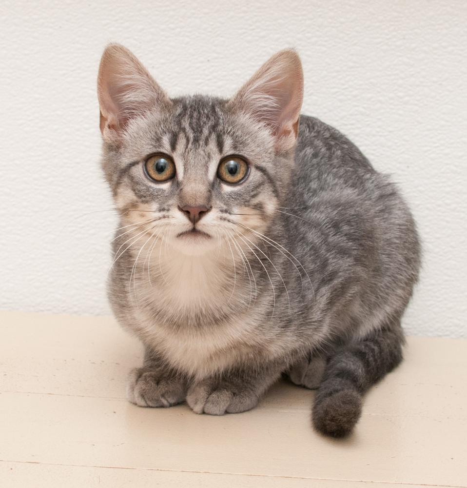 Remy (gets adopted with Misty)