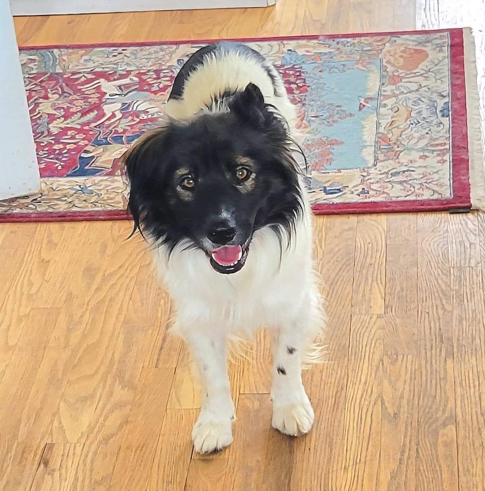 G. W. (Panda), Adoptable, Adult Male Australian Shepherd.