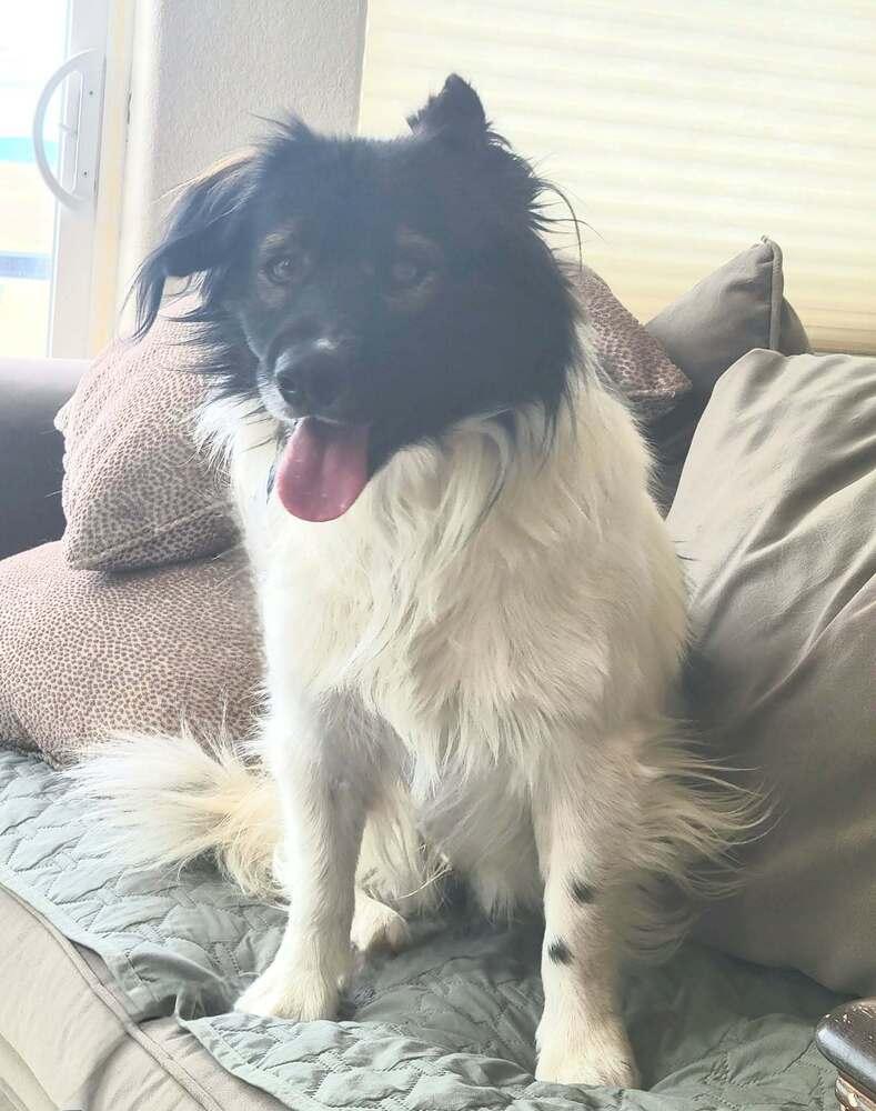 Enlarge G. W. (Panda), a Adoptable mixed breed in Parker, CO image 2/4