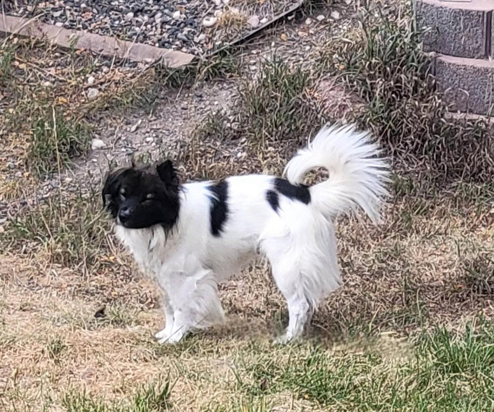Enlarge G. W. (Panda), a Adoptable mixed breed in Parker, CO image 3/4