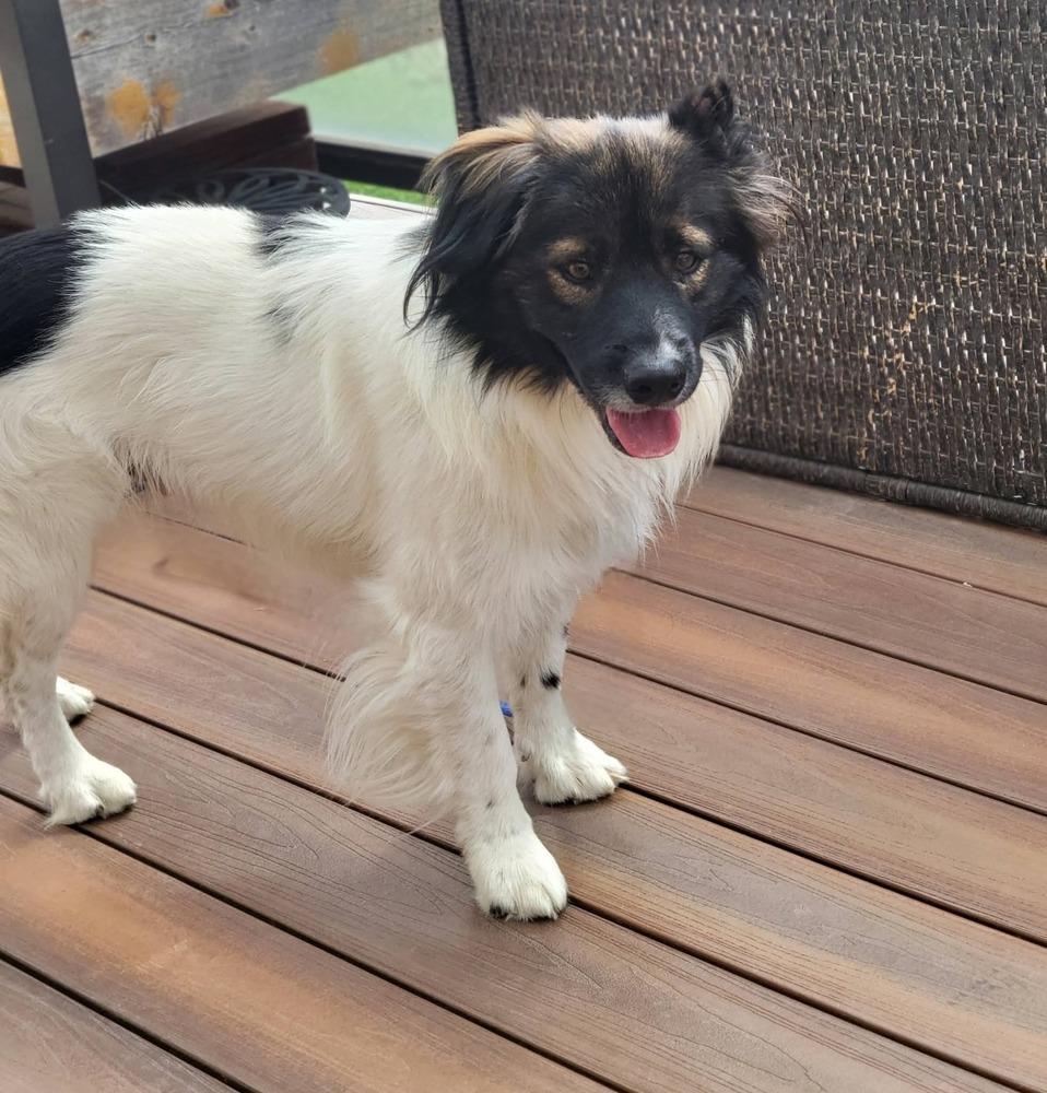 Enlarge G. W. (Panda), a Adoptable mixed breed in Parker, CO image 4/4