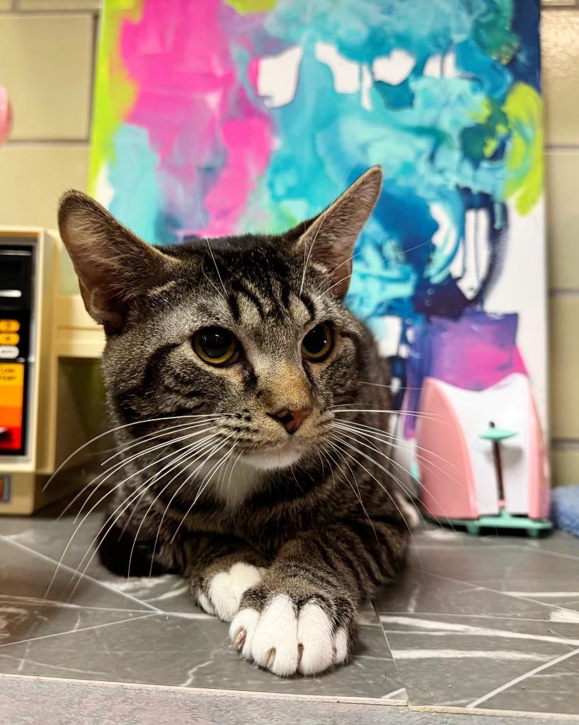 Oven, Adoptable, Young Male Domestic Short Hair.